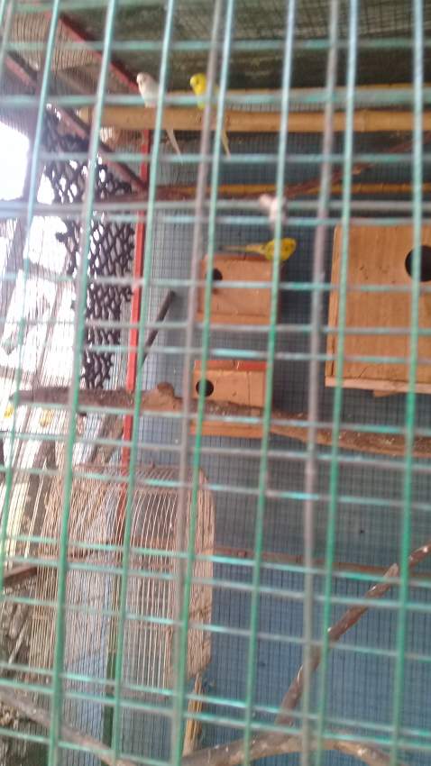 3 perruche on Aster Vender