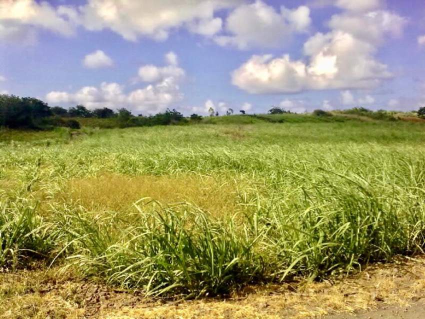 Private Sale of land for the construction of villas - 1 - Land  on Aster Vender