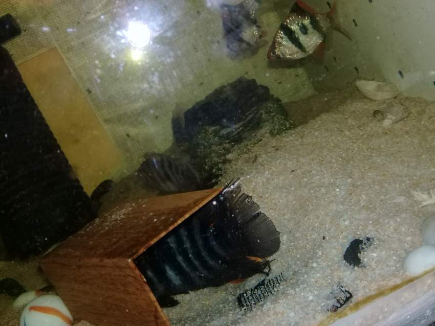 aquarium urgent - 0 - Other Animals  on Aster Vender