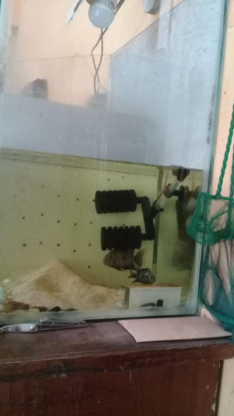 aquarium urgent - 5 - Other Animals  on Aster Vender