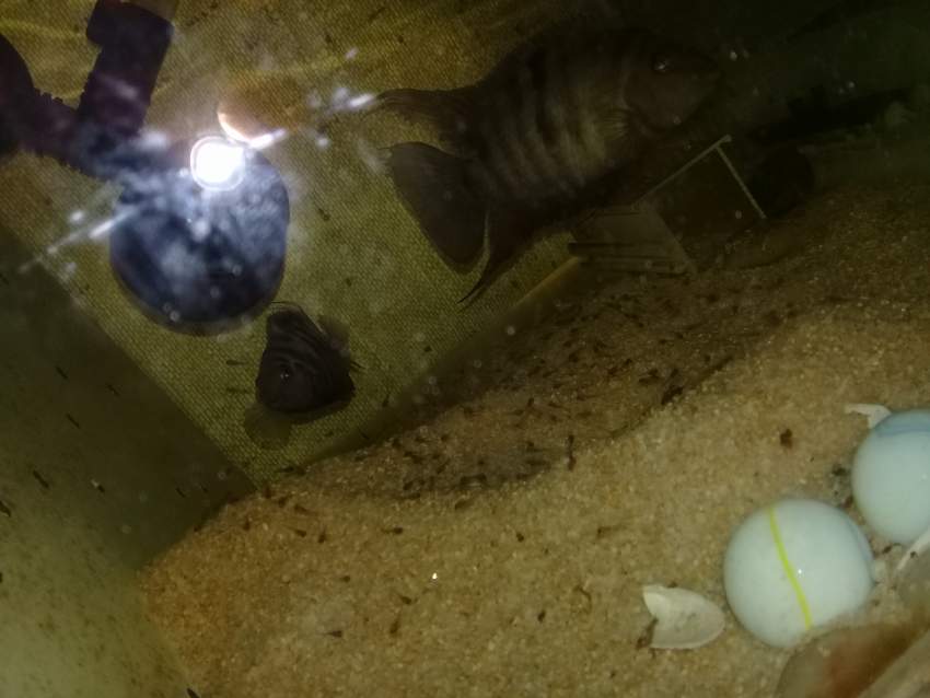 aquarium urgent - 1 - Other Animals  on Aster Vender