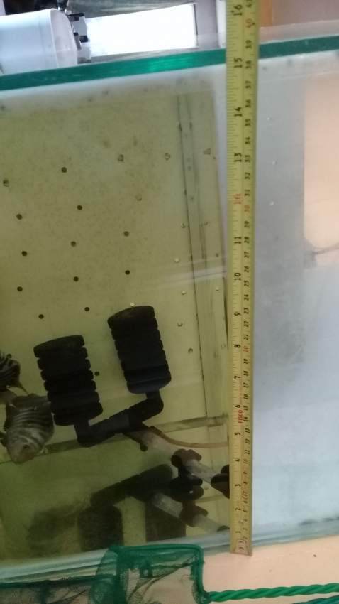 aquarium urgent - 8 - Other Animals  on Aster Vender