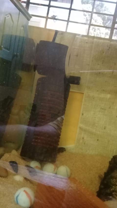 aquarium urgent - 3 - Other Animals  on Aster Vender