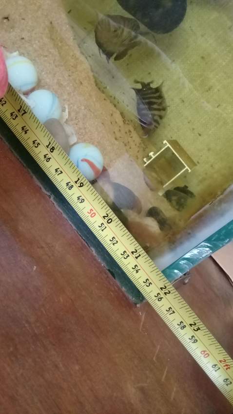 aquarium urgent - 7 - Other Animals  on Aster Vender