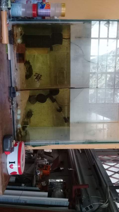 aquarium urgent - 6 - Other Animals  on Aster Vender