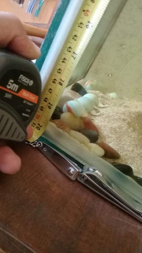 aquarium urgent - 9 - Other Animals  on Aster Vender