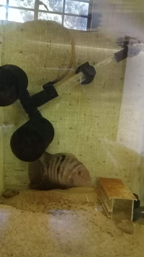 aquarium urgent - 2 - Other Animals  on Aster Vender