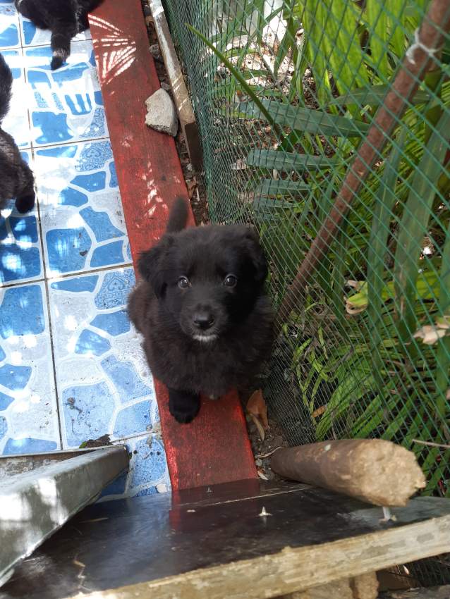 Chiots bergers (femelles) - 0 - Dogs  on Aster Vender