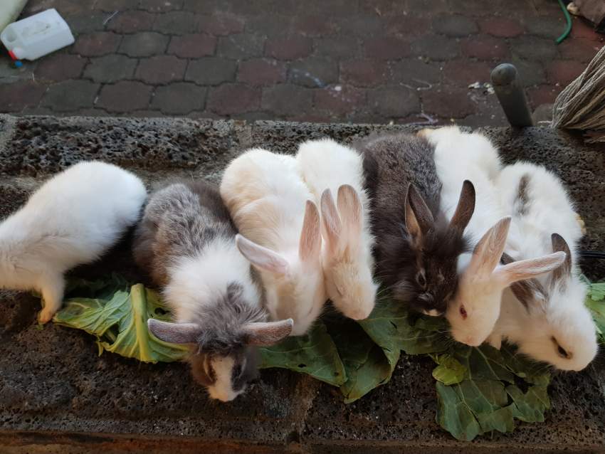 Rabbit  - 1 - Other Pets  on Aster Vender