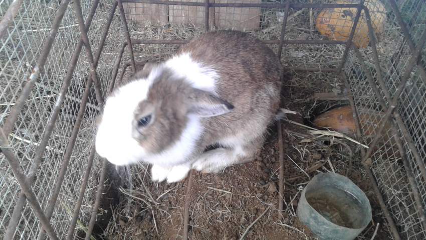 Rabbit - 0 - Other Pets  on Aster Vender