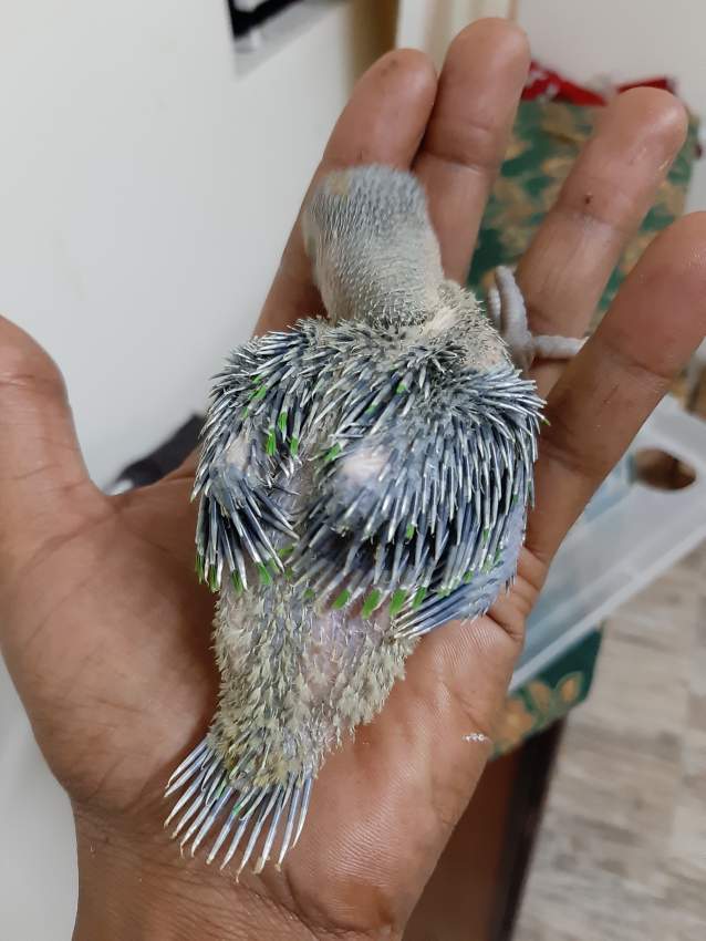 Cato vert pu apprevoiser  - 0 - Birds  on Aster Vender