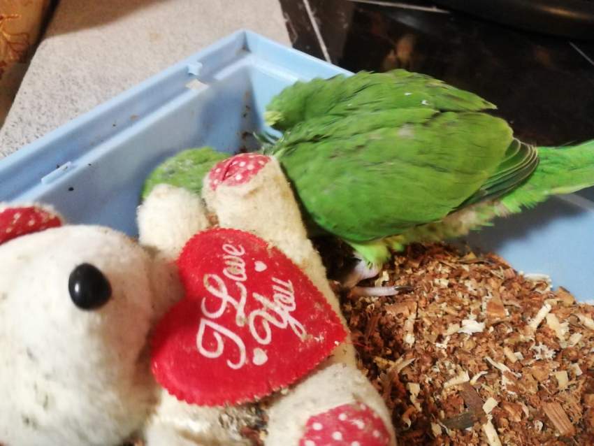 Cato vert pu apprevoiser  - 1 - Birds  on Aster Vender