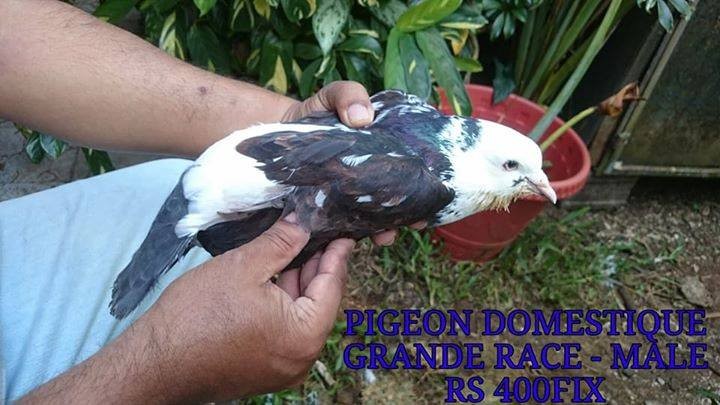 A vendre pigeon domestique - 0 - Birds  on Aster Vender