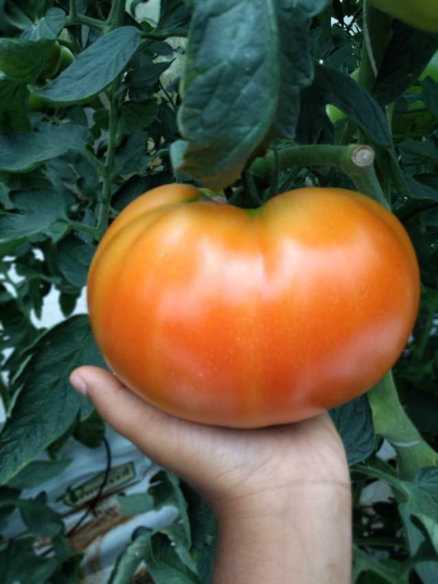 Greenhouse - 0 - Others  on Aster Vender