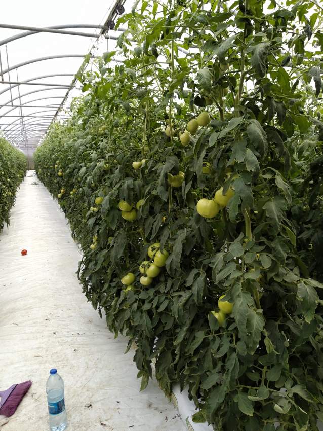 Greenhouse - 0 - Others  on Aster Vender