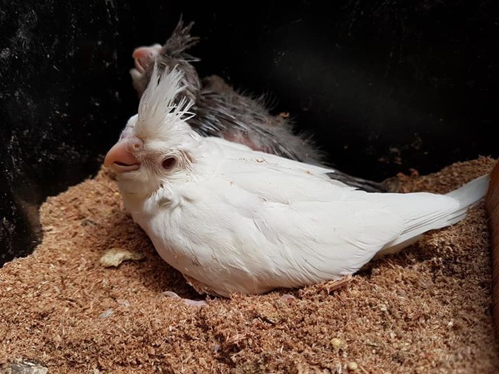 Bb Cockatiel pu apprivoiser Rs 1000 - 5 - Birds  on Aster Vender