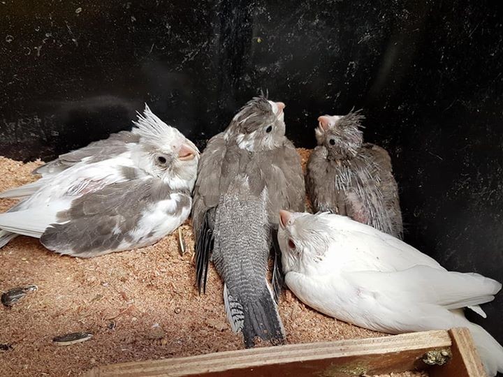 Bb Cockatiel pu apprivoiser Rs 1000 - 2 - Birds  on Aster Vender