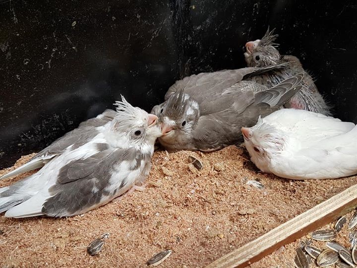 Bb Cockatiel pu apprivoiser Rs 1000 - 3 - Birds  on Aster Vender