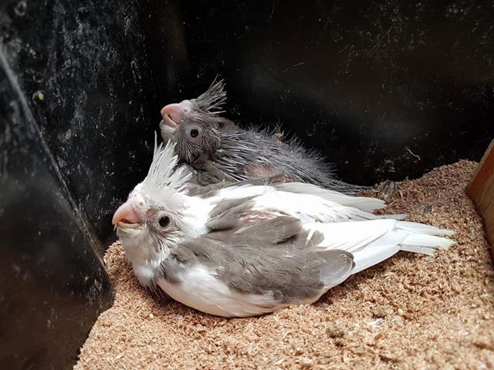 Bb Cockatiel pu apprivoiser Rs 1000 - 4 - Birds  on Aster Vender