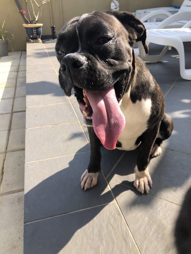 Male boxer dog black pure breed for sale - 3 - Dogs  on Aster Vender