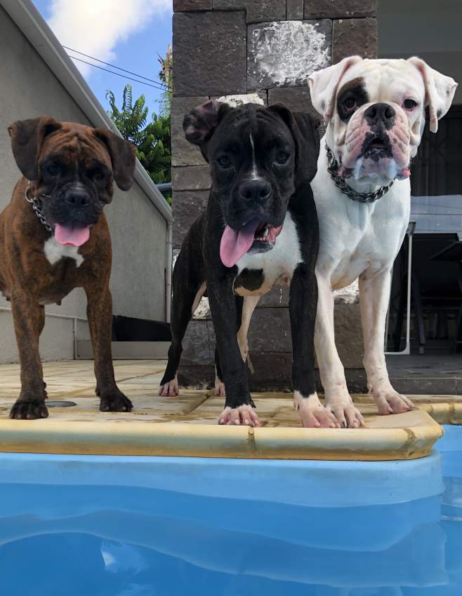 Male boxer dog black pure breed for sale - 1 - Dogs  on Aster Vender