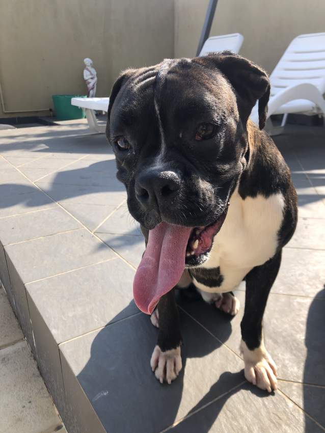 Male boxer dog black pure breed for sale - 4 - Dogs  on Aster Vender