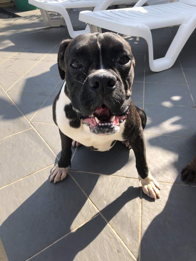 Male boxer dog black pure breed for sale - 2 - Dogs  on Aster Vender