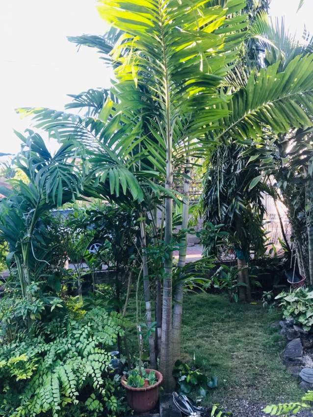 Palmist - 1 - Plants and Trees  on Aster Vender