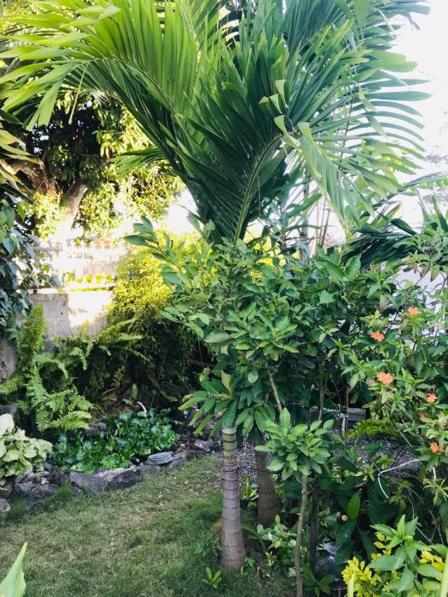 Palmist - 2 - Plants and Trees  on Aster Vender