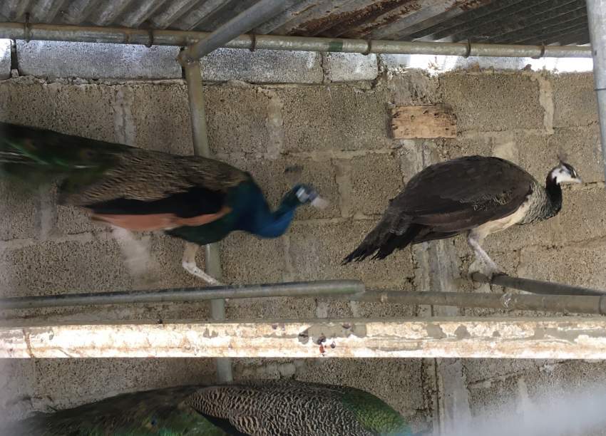 Peacocks - 2 - Birds  on Aster Vender