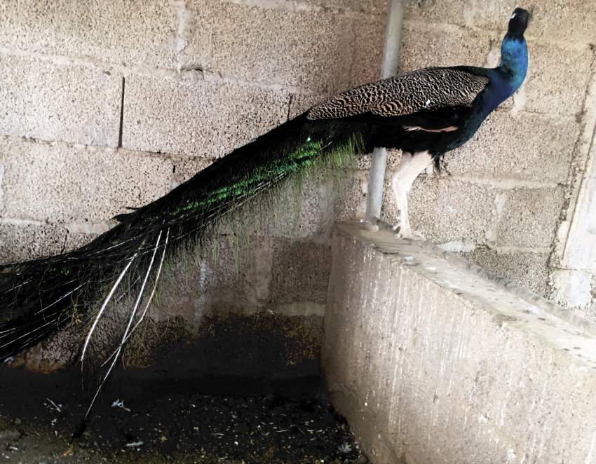 Peacocks - 1 - Birds  on Aster Vender