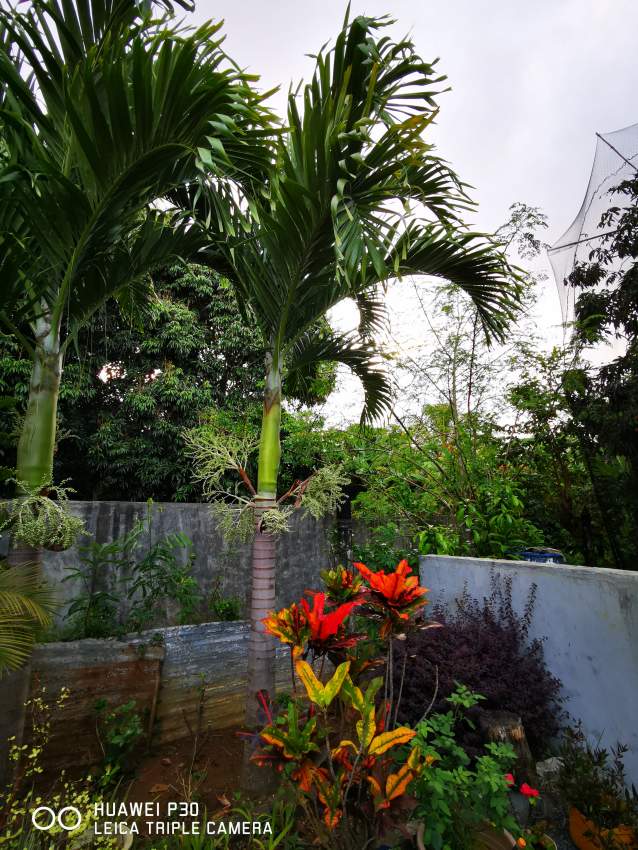 Palmiste Paque - 1 - Plants and Trees  on Aster Vender