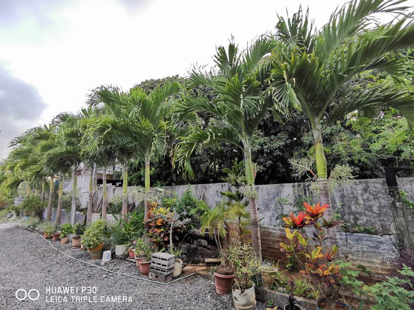 Palmiste Paque on Aster Vender