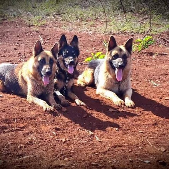 DRESSAGE DE CHIENS de toutes races on Aster Vender