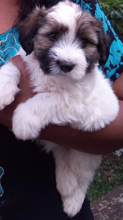 Griffon nain dog - 0 - Dogs  on Aster Vender