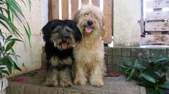 Griffon nain a vendre on Aster Vender