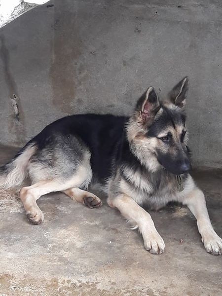 Chiots Berger Allemand pur sang  - 1 - Dogs  on Aster Vender