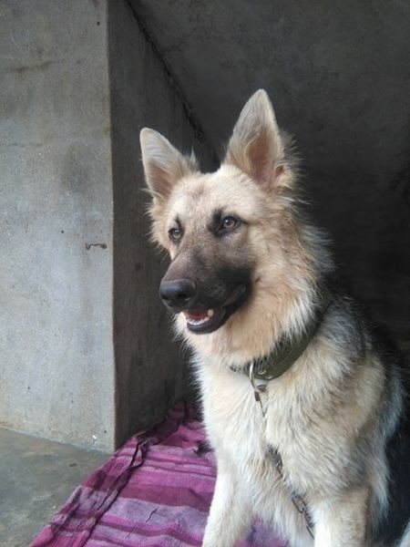 Chiots Berger Allemand pur sang  - 3 - Dogs  on Aster Vender