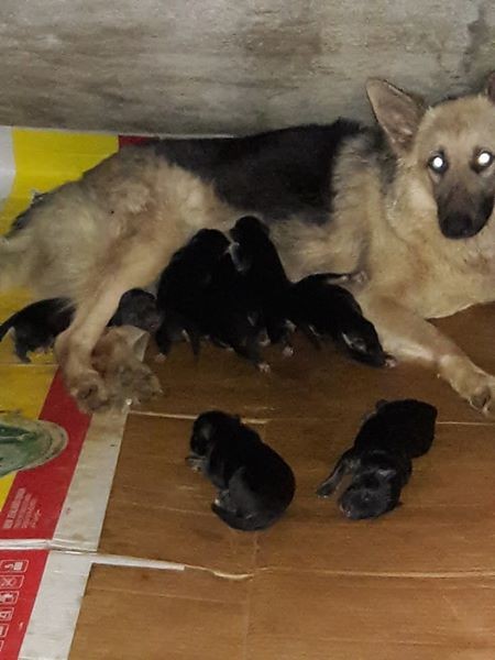 Chiots Berger Allemand pur sang on Aster Vender