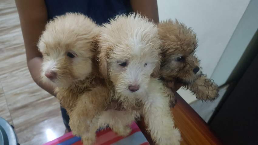 Griffon Nain pursang a vendre - 2 - Dogs  on Aster Vender