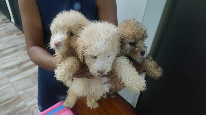 Griffon Nain pursang a vendre - 4 - Dogs  on Aster Vender