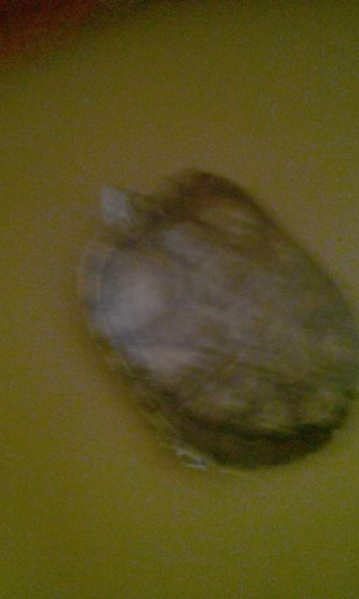 Turtle - 0 - Turtles  on Aster Vender