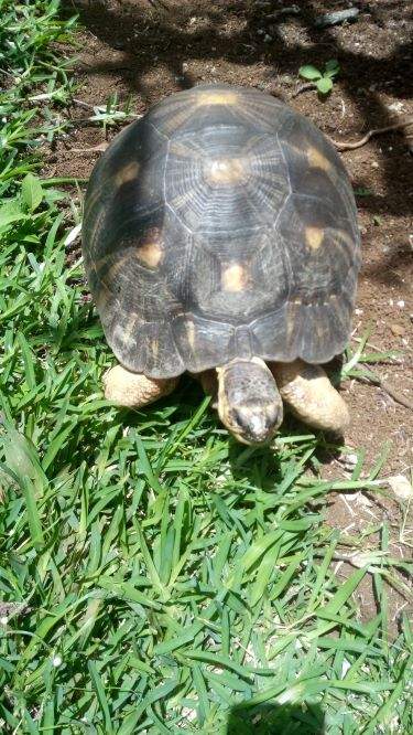 tortue a vendre - 0 - Turtles  on Aster Vender