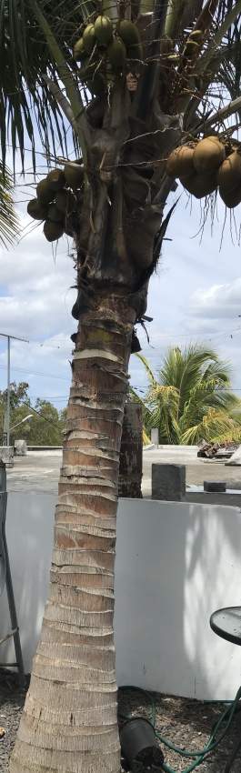 Coconut tree - 0 - Garden Decorations  on Aster Vender