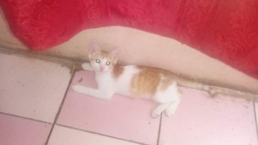 QUATRE CHÂTONS JOUEURS À ADOPTER - 1 - Cats  on Aster Vender