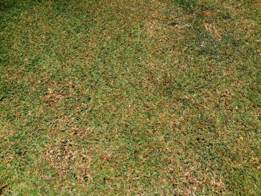 Moka land - 0 - Land  on Aster Vender