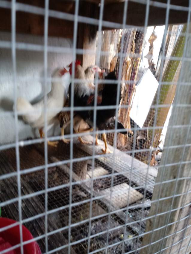 Poules local - 1 - Poultry  on Aster Vender