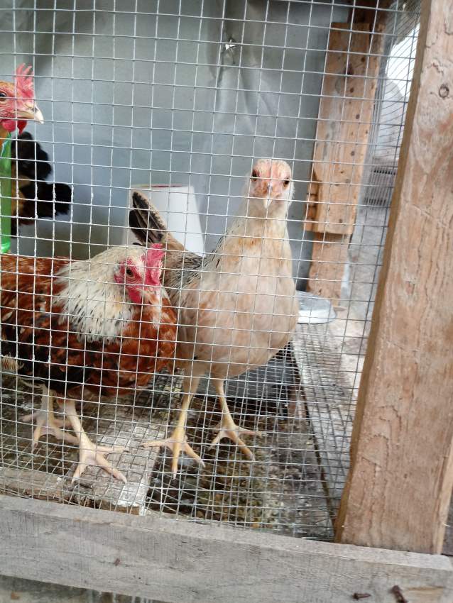 Poules local - 2 - Poultry  on Aster Vender
