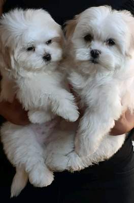 Maltese puppies for sale - 0 - Dogs  on Aster Vender