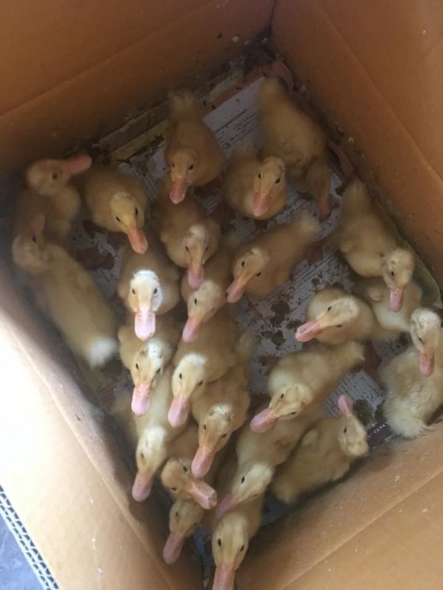 Canard à vendre - 0 - Poultry  on Aster Vender